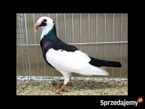 Hodowla Bagdeta Norymberska WSCHÓD Płośnica