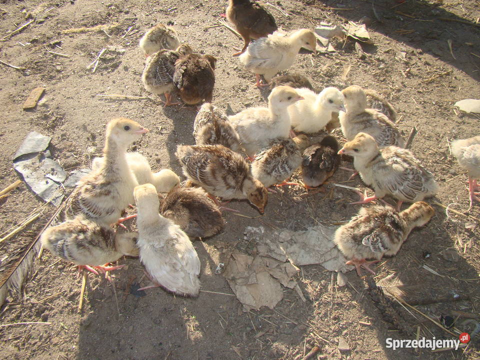 Sprzedam Indyki pisklęta indyczki