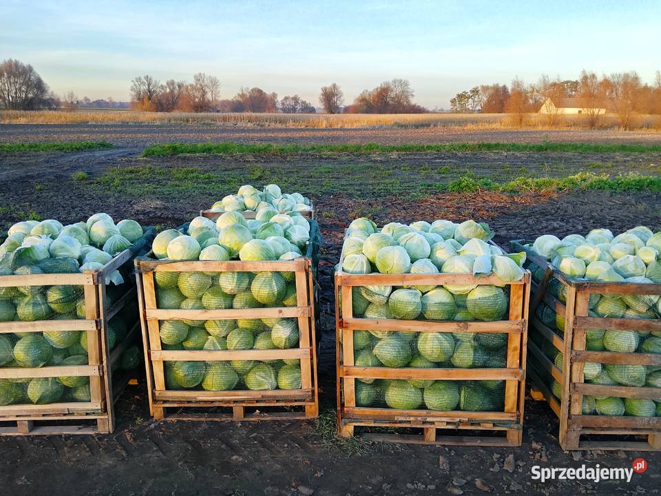 Kapusta biała sprzedam