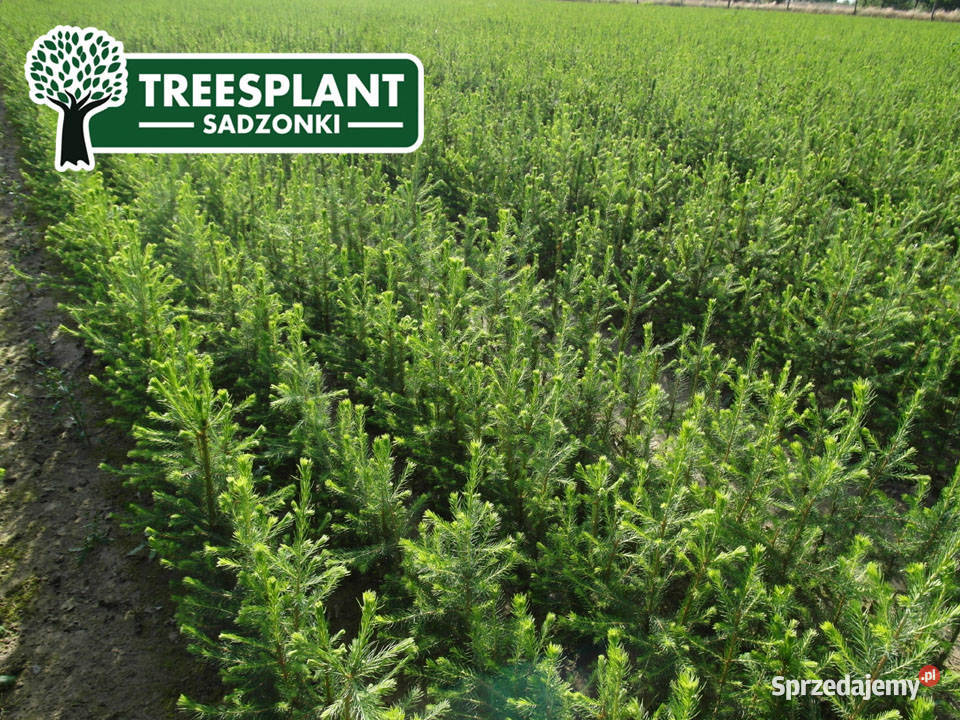 Sadzonki Świerk Pospolity Picea Abies 21 3050 Leśnictwo Lublin sprzedam