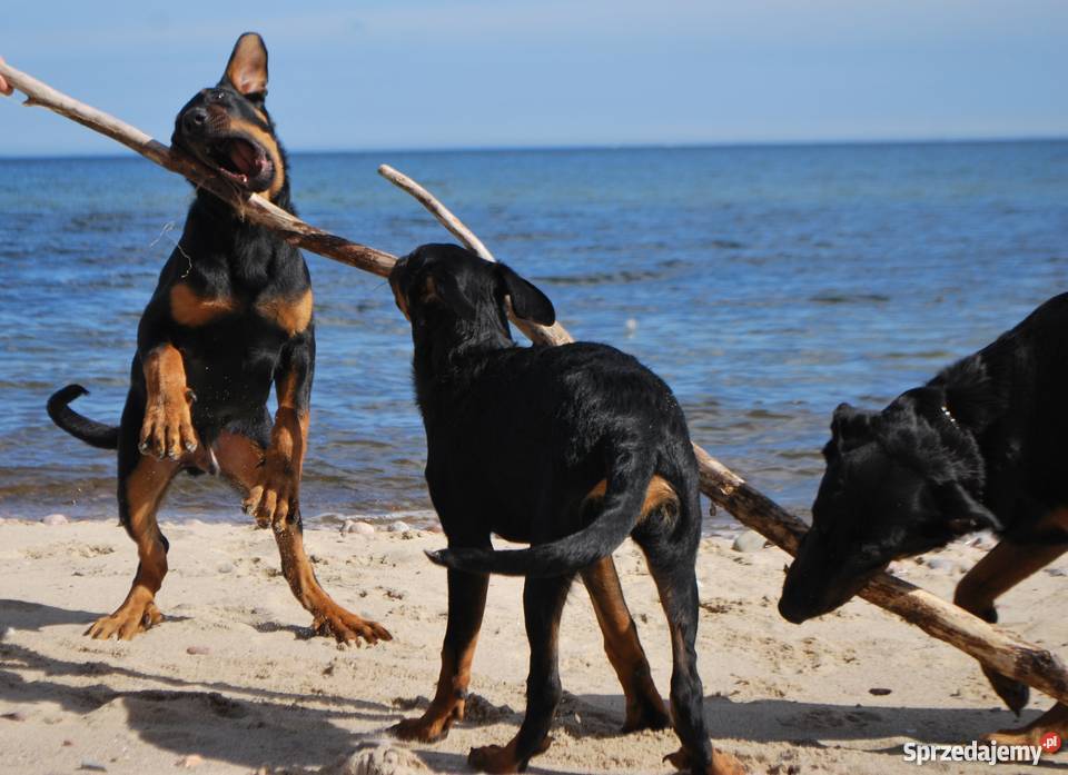 BEAUCERON piękne szczenięta z doskonałym