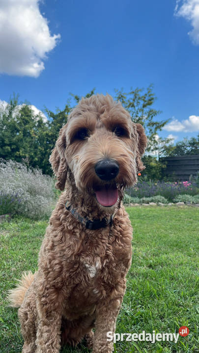 Brązowy Samiec Aussiedoodle Czarnków