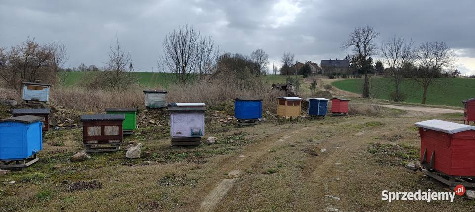 Sprzedam rodziny pszczele ule warszawskie