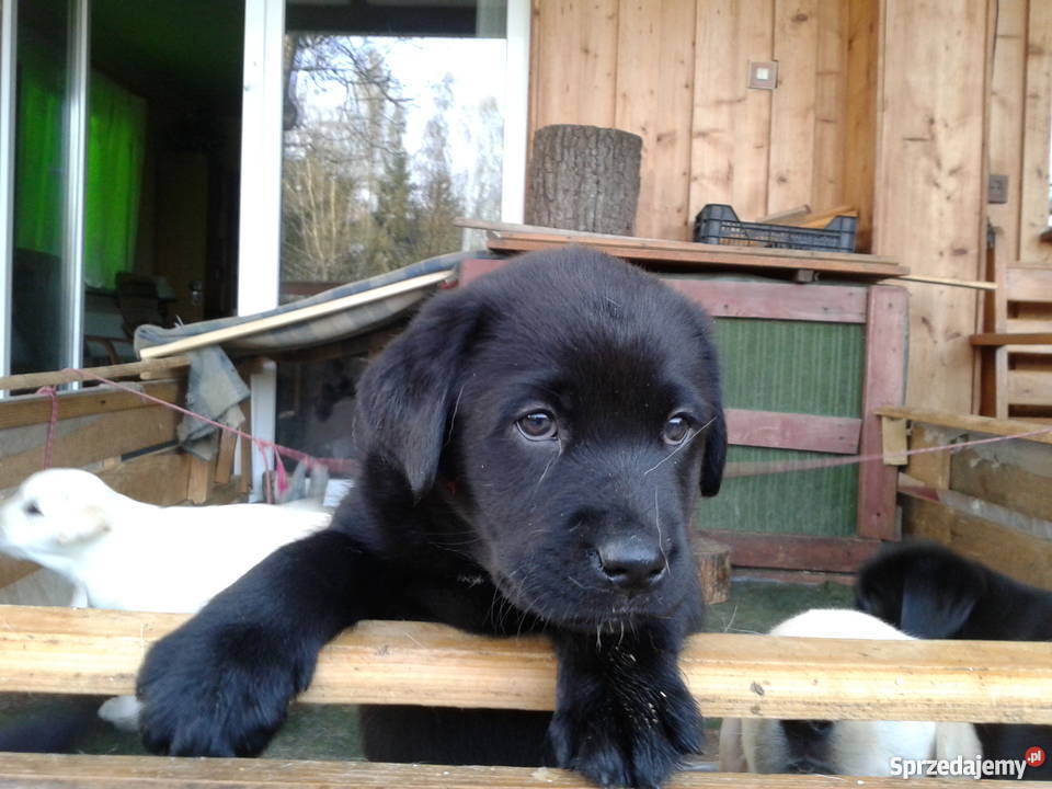 Labradory szczeniaki dwumiesięczne szukają domu
