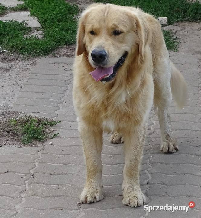 Golden retriever 16 miesięczny Przysucha