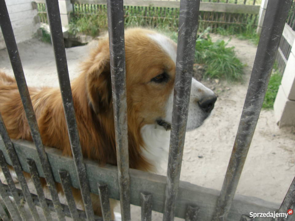 dom na wsi węglowe Lisiowólka