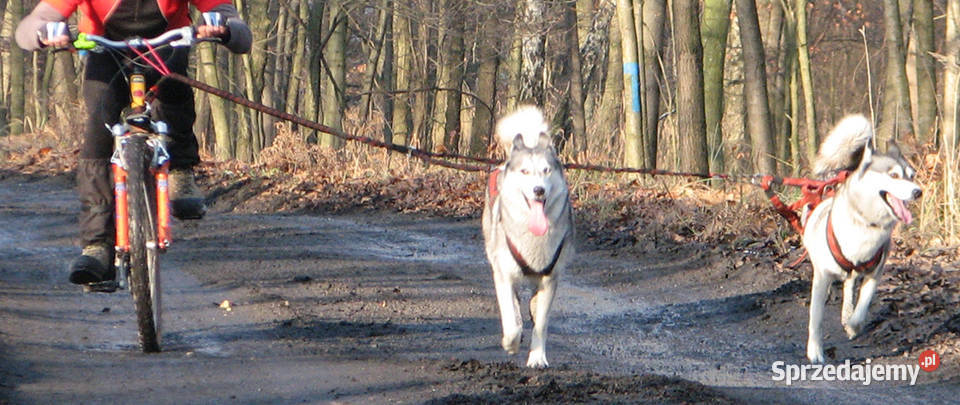 LinaSmycz Amortyzowana Psa do Roweru Hulajnogi