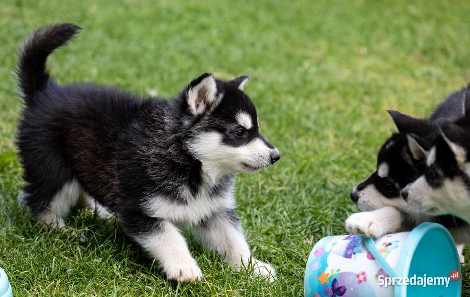 Piękna Sunia Siberian Husky szczenię Wola Zarczycka