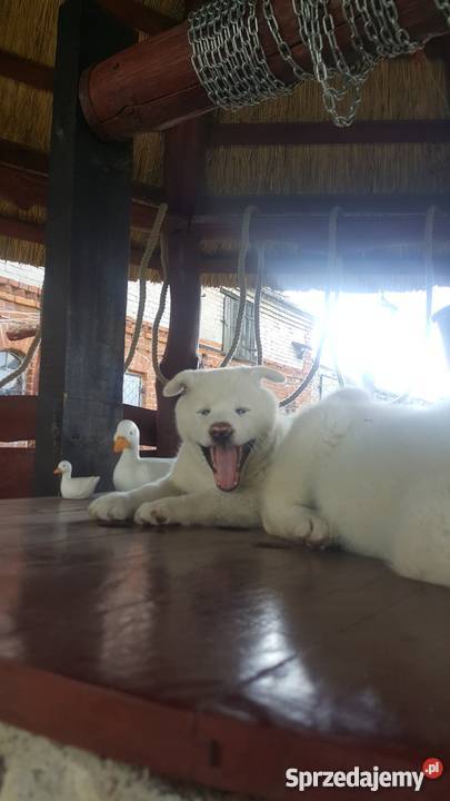 Akita Inu Głomsk sprzedam