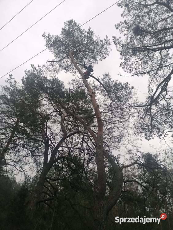 Alpinistyczna wycinka drzew Szydłowiec