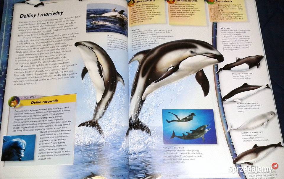 Walenie wieloryby delfiny i morświny L Beckelman Pozostałe Chełm