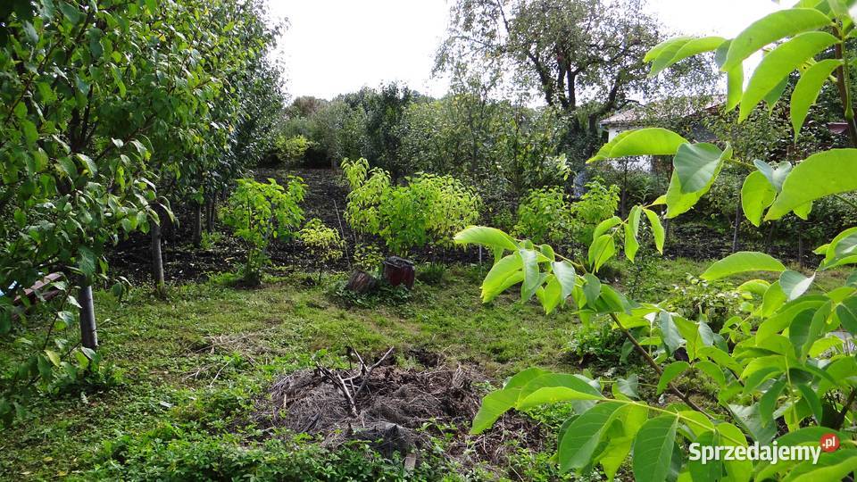 Działka ROD Piła 448m2 w centrum Zbycie prawa