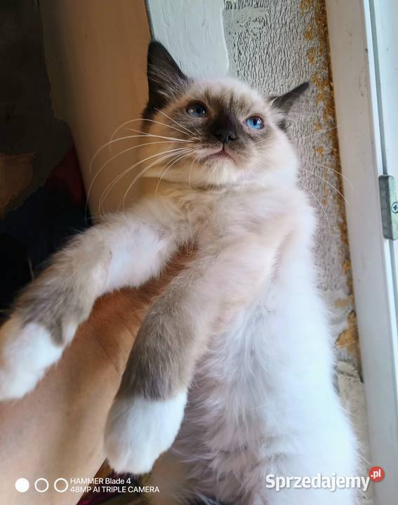 Niebieskooka kotka Ragdoll gotowa do odbioru łódzkie Łódź