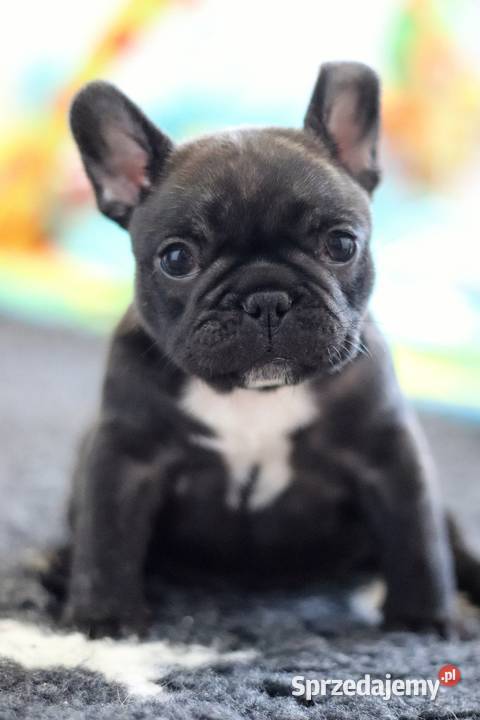 Buldog francuski ZKwP śląskie Świerklany