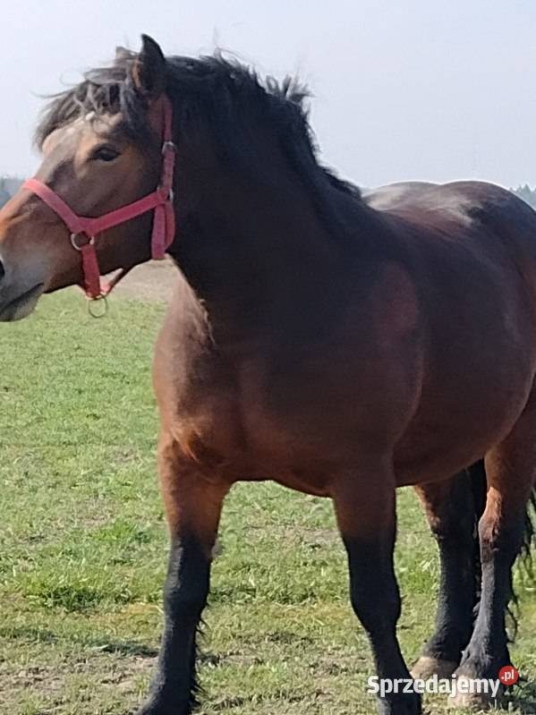 klacz zimnokrwista z ogierkiem 5 miesięcznym kujawsko-pomorskie Skórzno