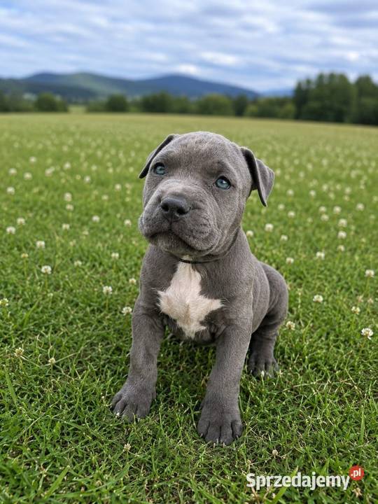 Amstaff blue Amstaff Opatów
