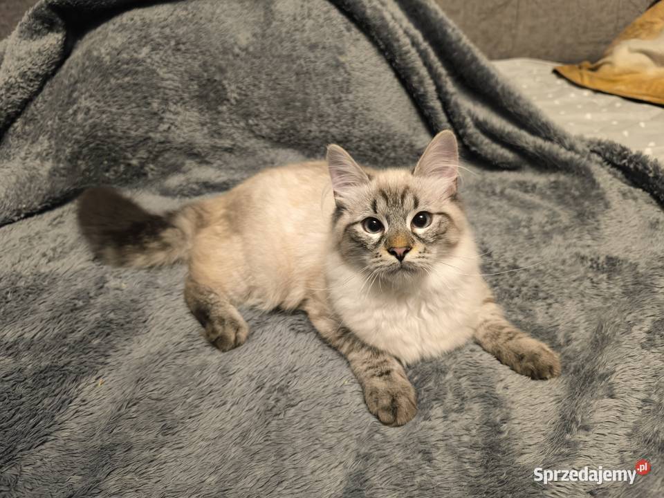 Kocięta Syberyjskie Łódź