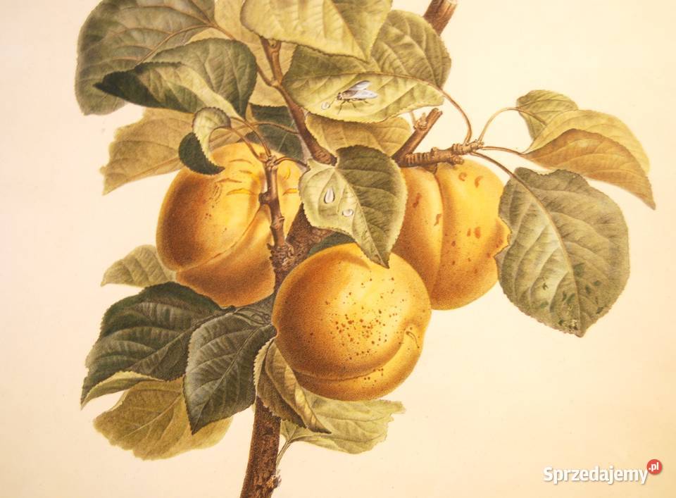 BESSA Pancrace akwatintowa rycina z owocami Poznań