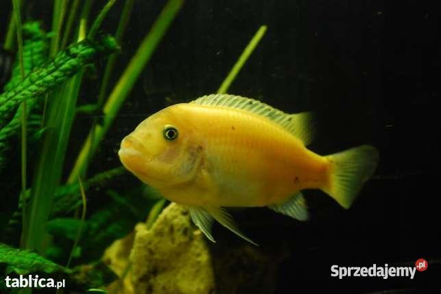 Pyszczaki Zebra RedRed Metriaclima Estherae Morawica sprzedam