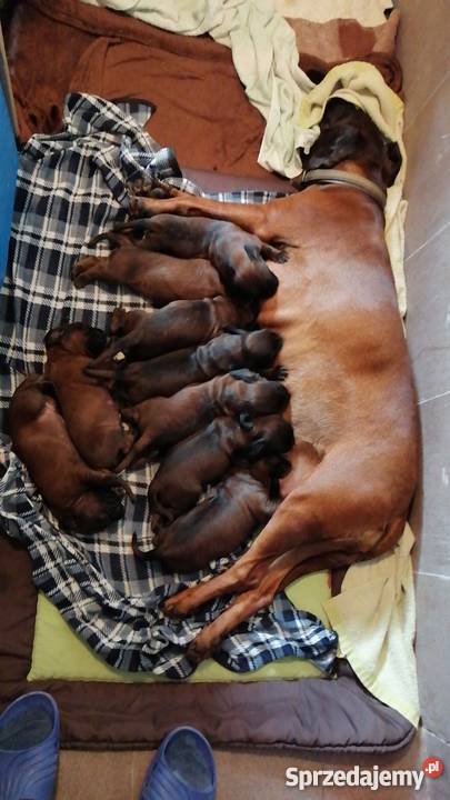 Posokowiec bawarski szczenięta Ustronie Morskie