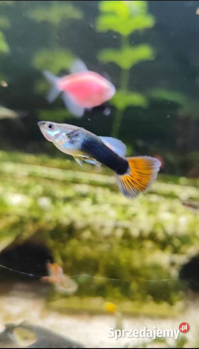 Młode gupiki rybki akwariowe Zwierzęta Warszawa