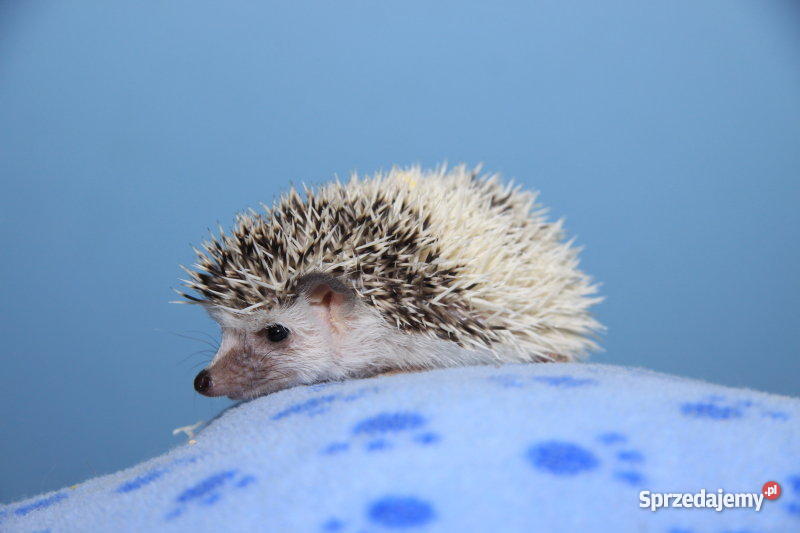 JEŻ PIGMEJSKI białobrzuchy oswojone hodowlane je Pozostałe Lubin
