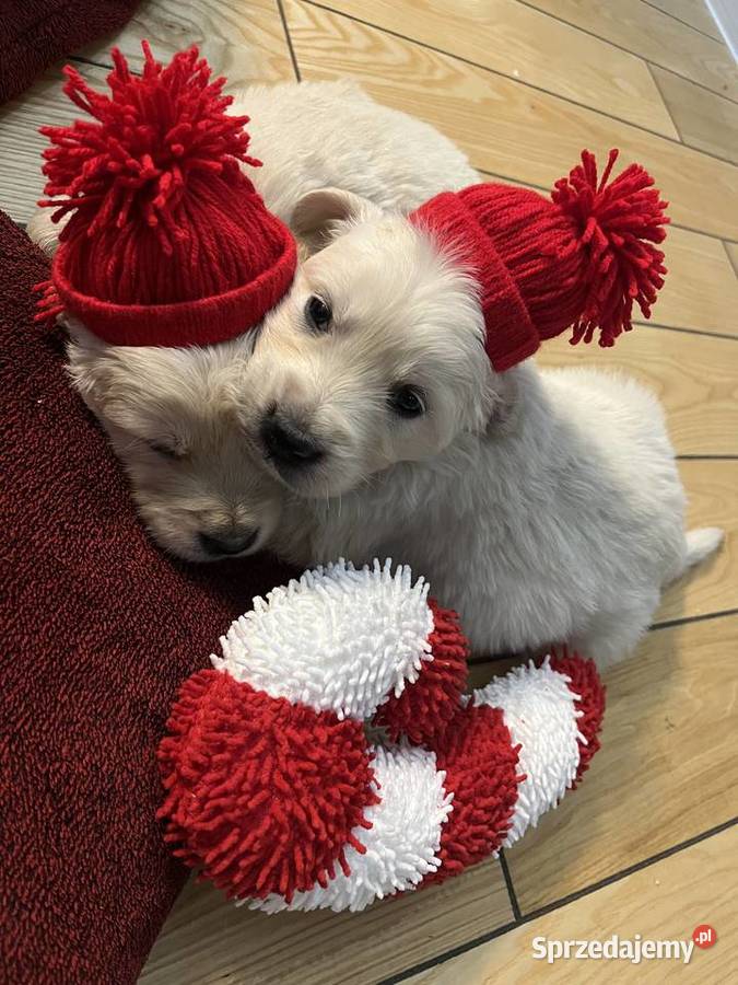 Szczeniaki Golden Retriever z legalnej hodowli Wilkołaz Pierwszy