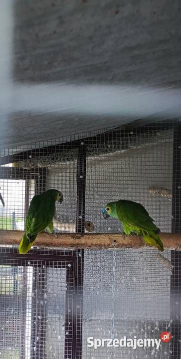 Amazonka Niebieskoczelna Samica Żabno