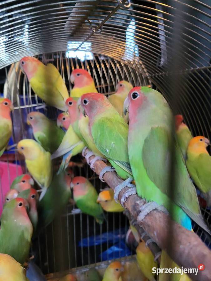 Papugi nierozłączki dolnośląskie