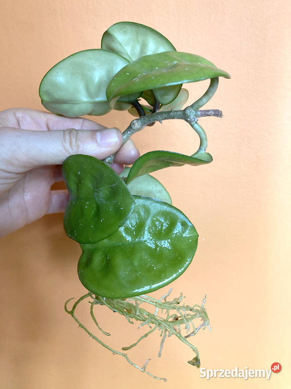 Hoya Krinkle 8 5 ukorzeniona sadzonka małopolskie Kraków sprzedam