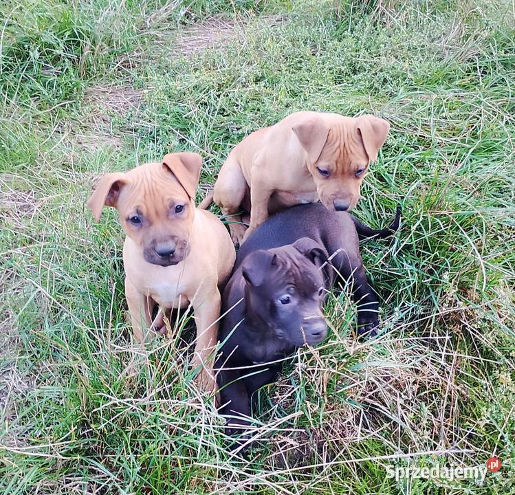 Amerykański Pitbullterrier szczeniaki Bolesławiec