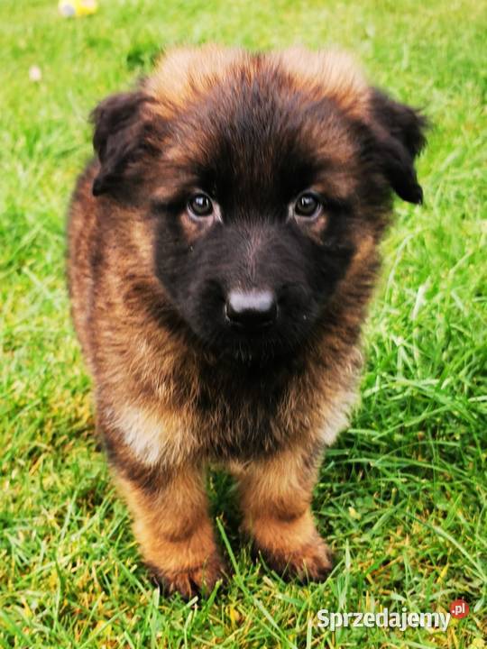 Owczarek niemiecki długowłosy wilczasty kujawsko-pomorskie Zbiczno