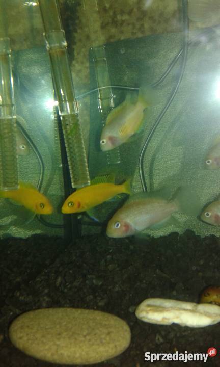 Pielęgnice zebry odmiana ksantoryczna Pozostałe Kraków