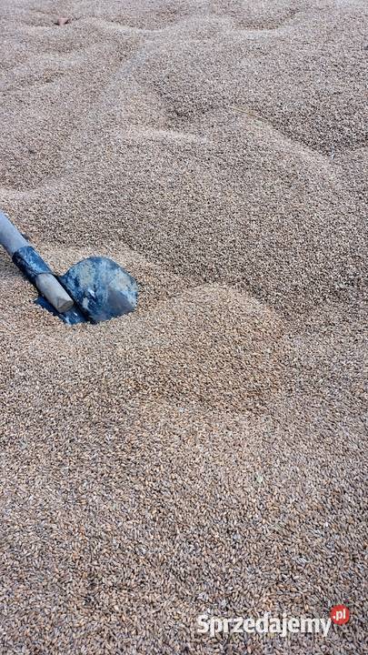 Pszenica przewódkowa Bełżyce