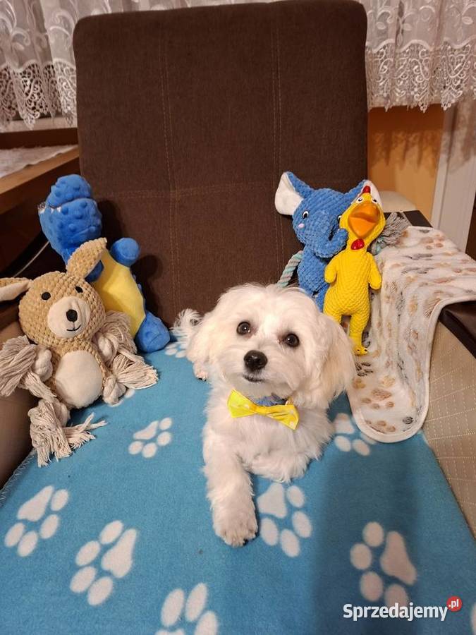 Maltańczyk nauczony czystości gotowy do odbioru Gniezno