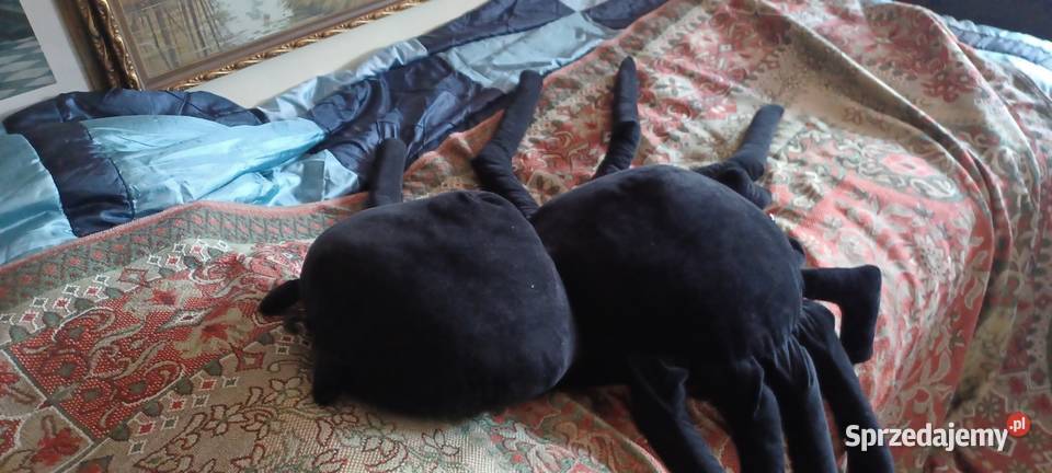 MASKOTA OLBRZYMI PAJĄK MIĘKKA CZYSTA OCZY wielkopolskie Poznań