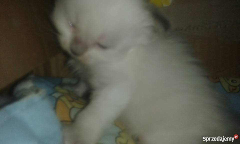 ragdoll kocurek Koty Ruda Śląska