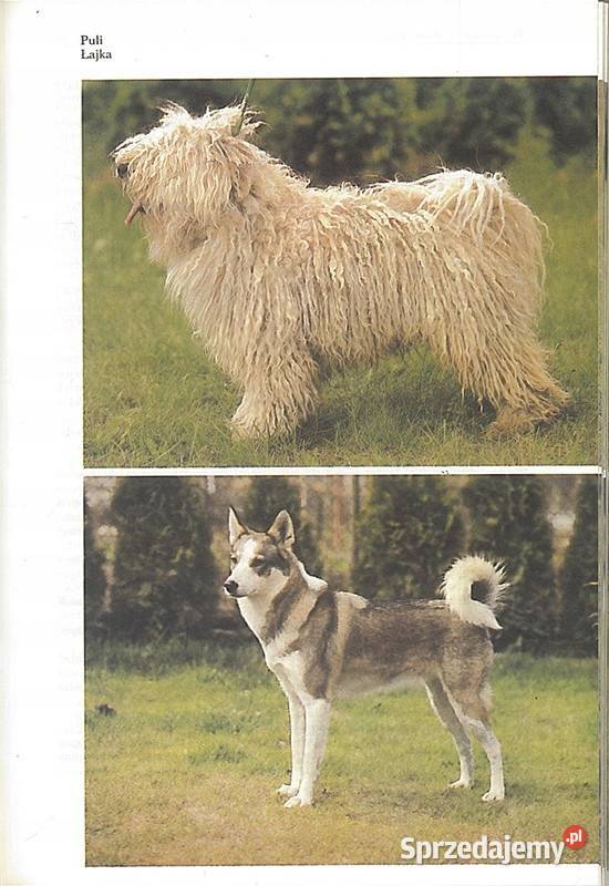 PSY RASOWE Najmanova Humpal kujawsko-pomorskie Kruszwica