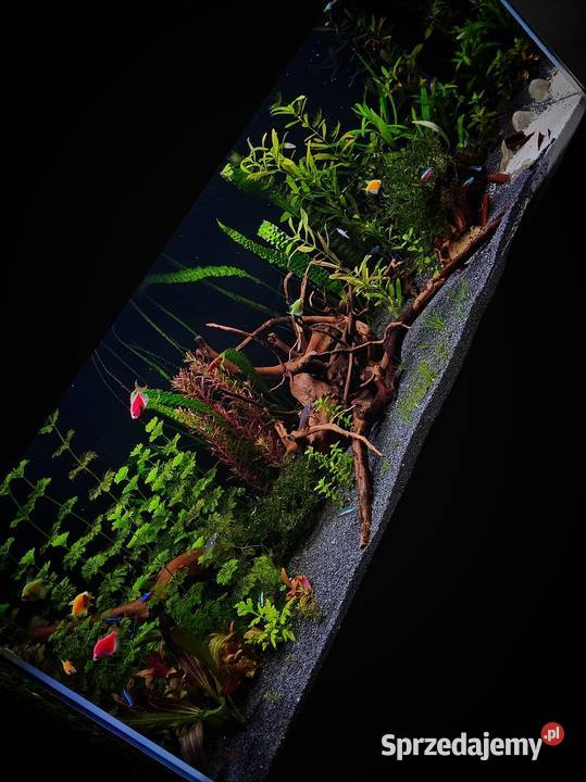 Lampa akwarium 100 37w wrgb Aquled grow led full Miechów