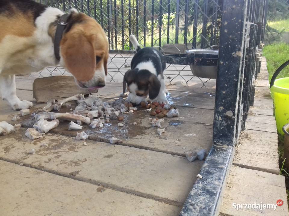 Piesek rasy Beagle z rodowodem