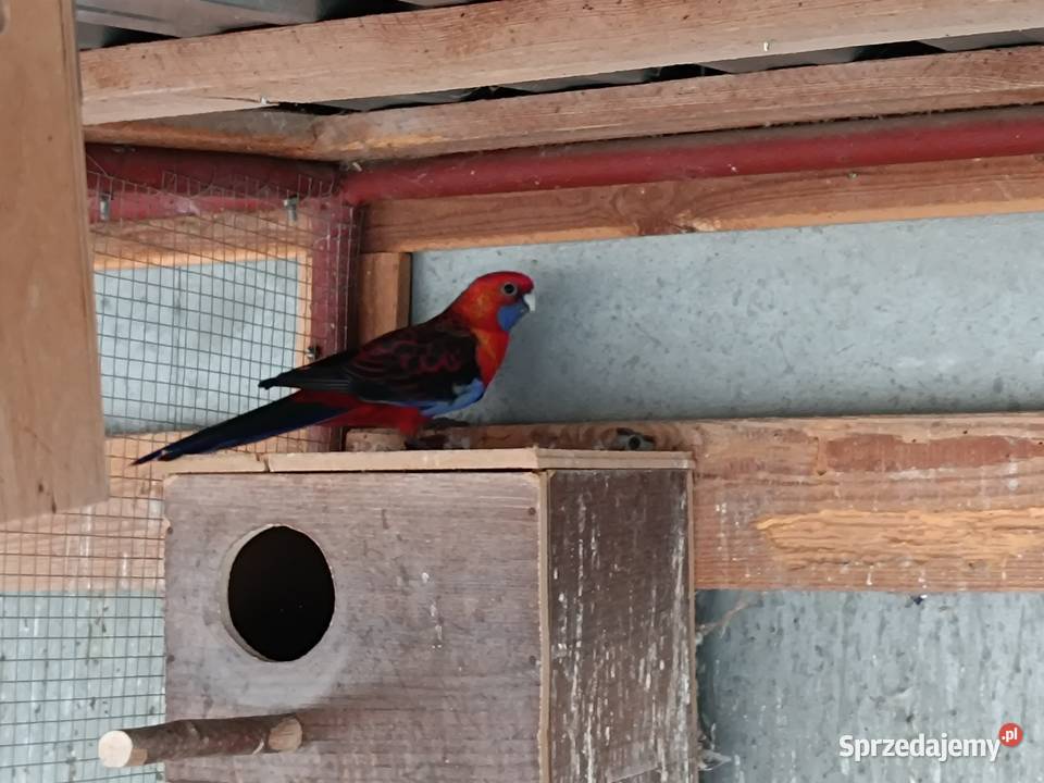 Papuga rozella królewska samica