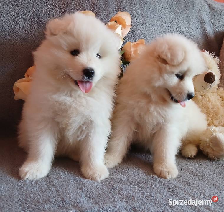 Samoyed Samojed szczenięta Toruń