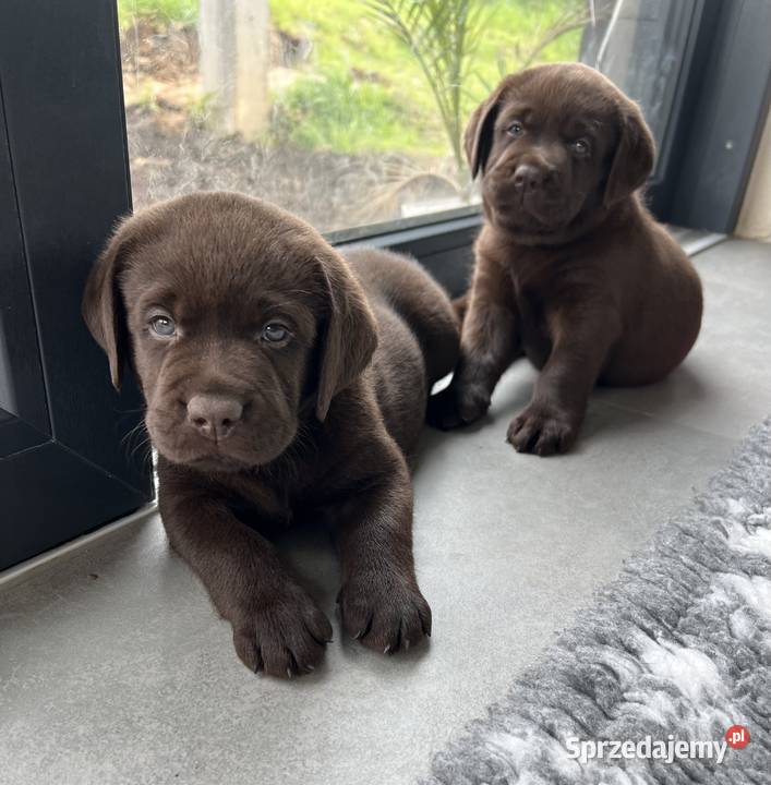 Czekoladowy szczeniak Labrador Retriever z małopolskie Kraków