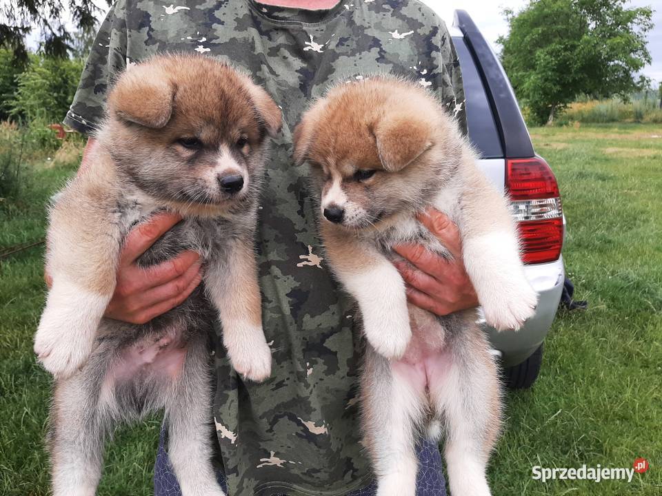 Akita inu ojcu dogoterapeucie Warszawa