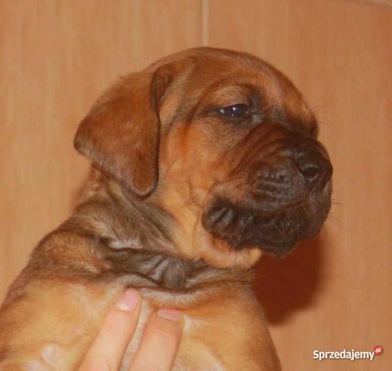 szczenięta Tosa Inu