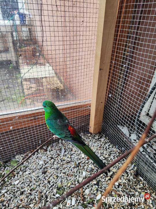 Świergotki dwa samce zachodniopomorskie Wierzbno