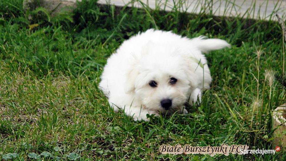 Coton de Tulear szczeniaczki Championach Psy Gdańsk