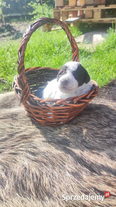 Lagotto Romagnolo Zakątek Bystrego FCI Augustów sprzedam