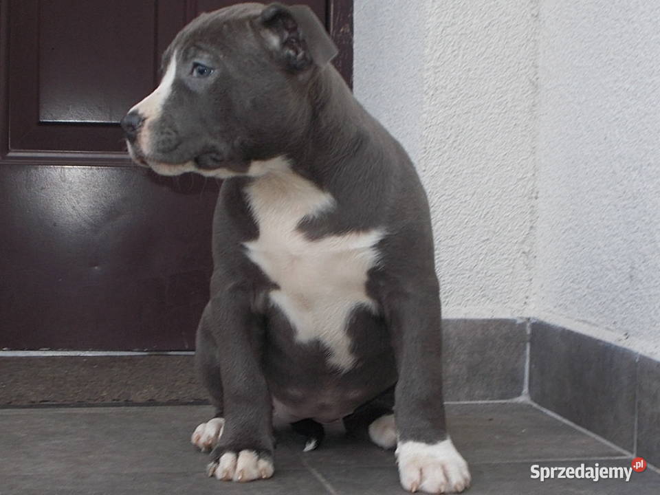 Amstaffy Błękitne mazowieckie Płock sprzedam