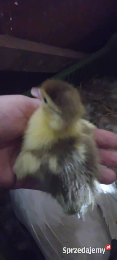 Kaczątka pizmowe francuskie Augustów